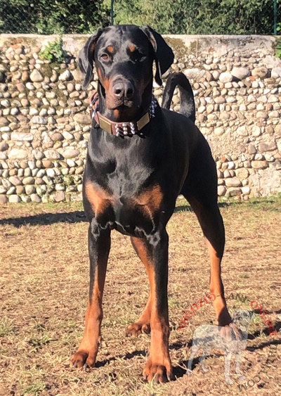 Elegante collare con decorazioni
per dobermann